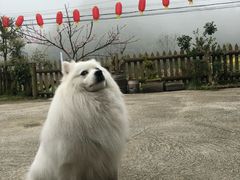 -美联众合爱康动物医院•复杂内科•肿瘤科•牙科•腔镜诊疗中心