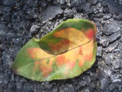 -广东花都湖国家湿地公园