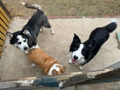 -趣玩宠物乐园寄养训犬训狗游泳池
