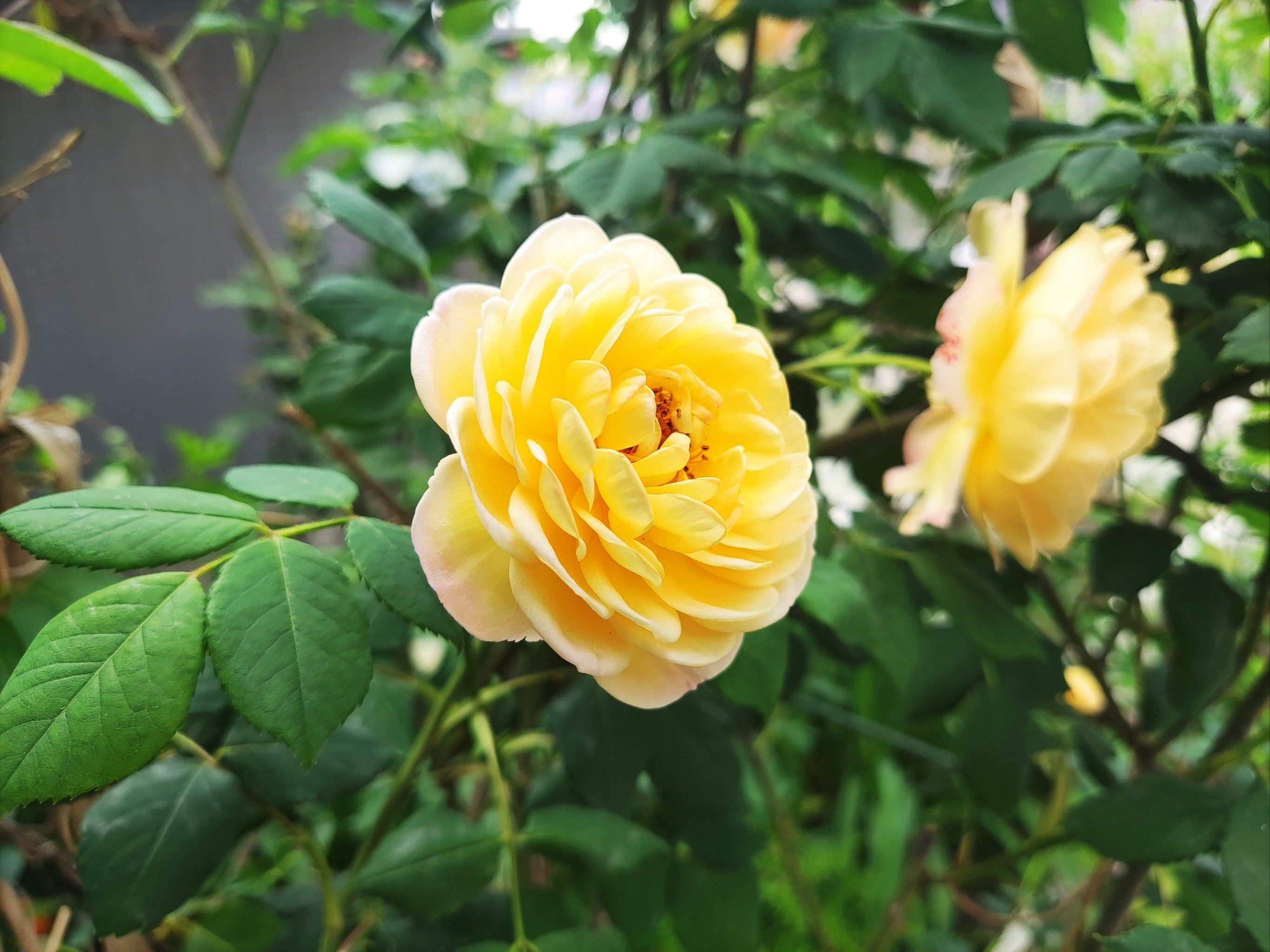 月季花如约而至