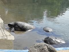 -广东惠东海龟国家级自然保护区