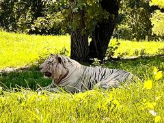 -北京野生动物园