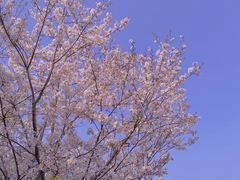 -顾村公园