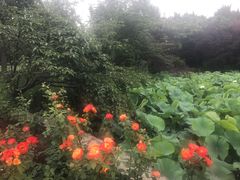 -嘉定紫藤园