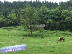 -武陵山森林公园