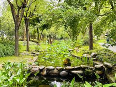 -陈家山荷花公园