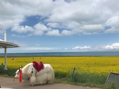 -青海湖国家重点风景名胜区