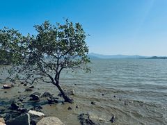 -深圳湾公园(南山区)