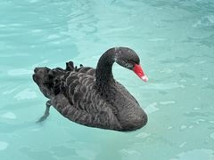 -夏阳湖皇冠假日酒店-中餐厅