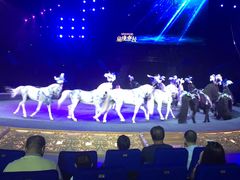 -珠海横琴长隆《卡卡虎奇遇记》