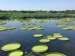-荷塘月色湿地公园·向阳花洲