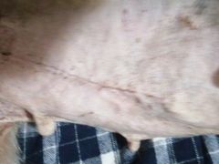 -安安宠医·安宠宠物医院