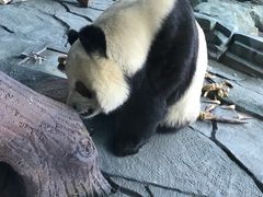 -泉州海丝野生动物世界