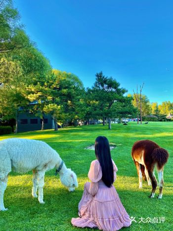 假装在新西兰北京周末和羊驼小鹿一起撒欢