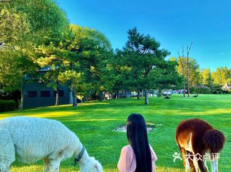 假装在新西兰北京周末和羊驼小鹿一起撒欢