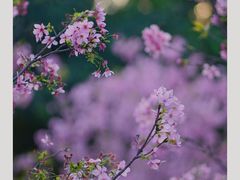 -文华公园(禅城区)