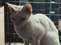 -楼上猫咖(罗湖店)