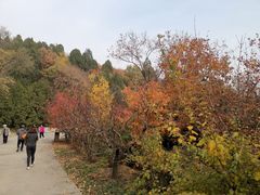 -北京鹫峰国家森林公园