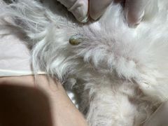 -北京观赏动物医院·24小时大型综合·猫专科·异宠专科