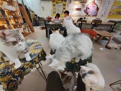 -平行世界·猫咖(首经贸店)