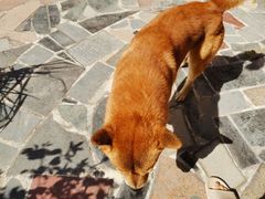 -芭比堂动物医院·心脏专科·夜诊·吉雅分院