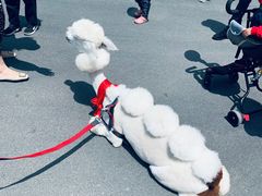 -灵玲国际马戏城