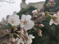-武汉大学-樱园