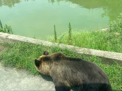 -上海野生动物园
