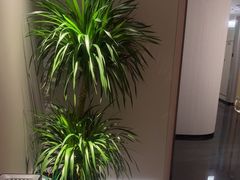 -素可汤泉(天宝大厦店)