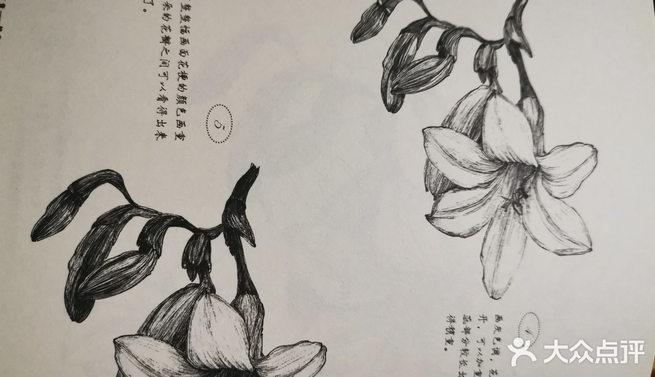 主要品种有淡紫色的“蓝姐