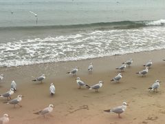 -海云台海滩