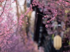 -望江楼公园