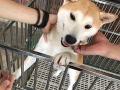 -柴犬高等学院·狗咖·柴犬售卖·宠物训练