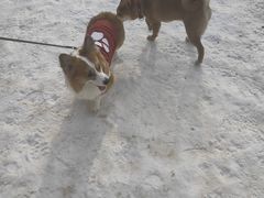 -宠乐会宠物乐园