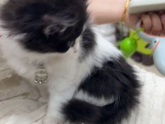 -米苏动物医院·犬猫专科·骨科外科内窥镜