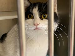 -萌兽医馆·犬猫专科·眼科中心·宠物医院(朝阳门分院)