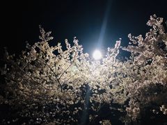 -武汉大学-樱园
