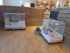 -猫猫幼稚园·撸猫·桌游·电玩