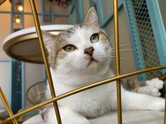 -喵屿·大理花园猫咖