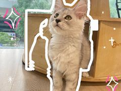-十年猫舍·猫咪专门店(普陀店)