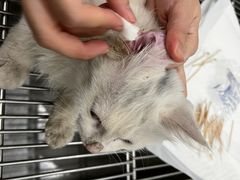 -北京恒爱动物医院(清景园分院)