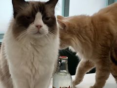 -安格丽娜·狗咖·猫咖羊驼咖(春熙路百盛商场店)