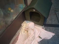 -Pets First伊珊娜洗护·精致美容·家庭式寄养(新会路店)