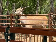 -大连森林动物园