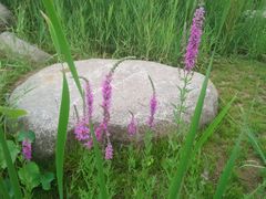 -羊亭河湿地公园