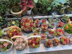 -双季花艺园艺市场(浦东店)