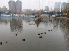 -团结湖公园