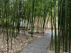 -青枫公园