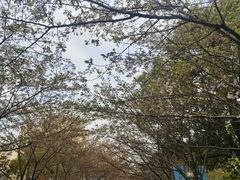 -高东镇樱花园