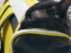 -中农国际动物医院24小时·猫科·骨科·急重症中心